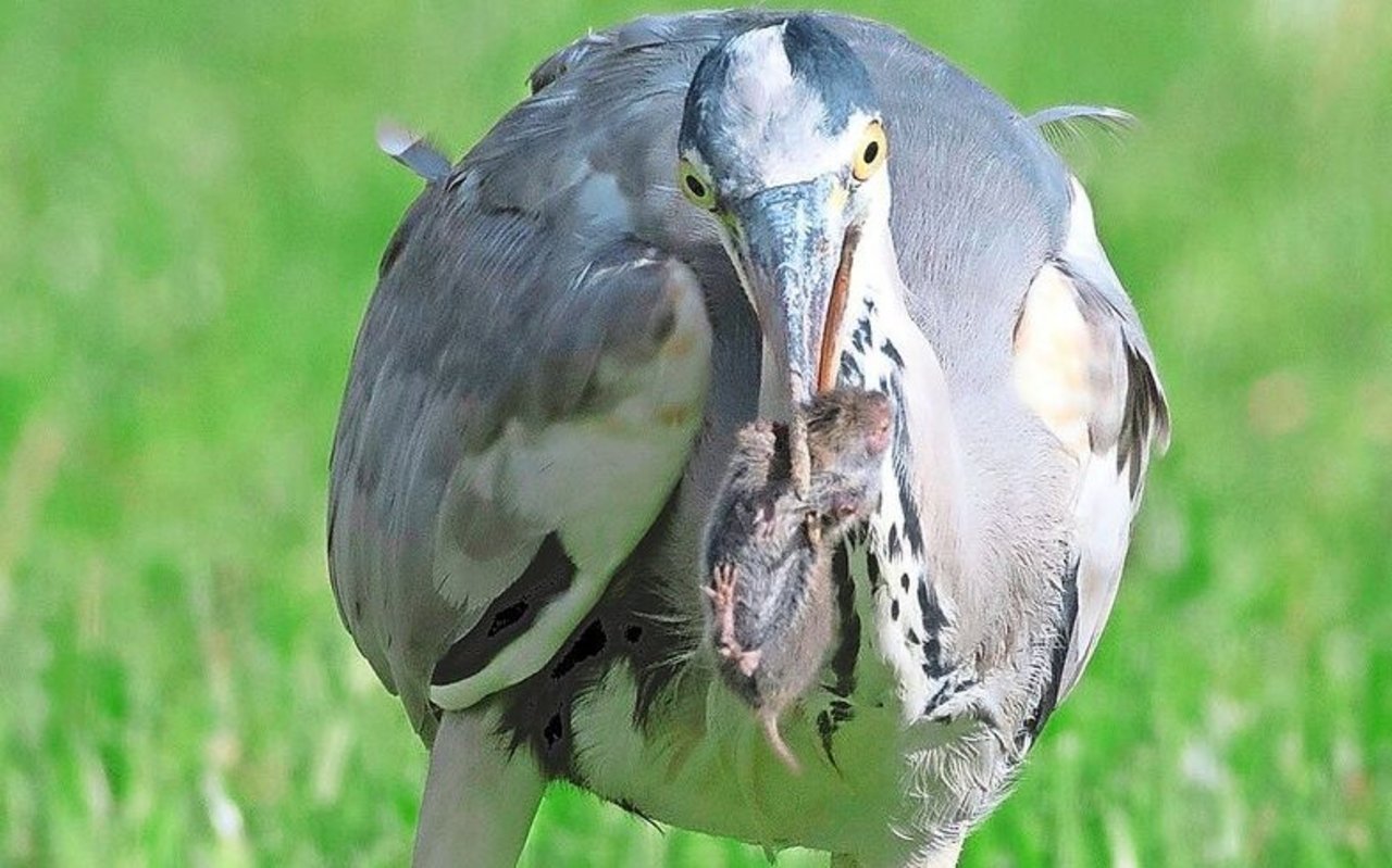 Zack! Schon hat der Graureiher zugeschlagen. Aktuell beginnen die Vögel mit dem Nisten.