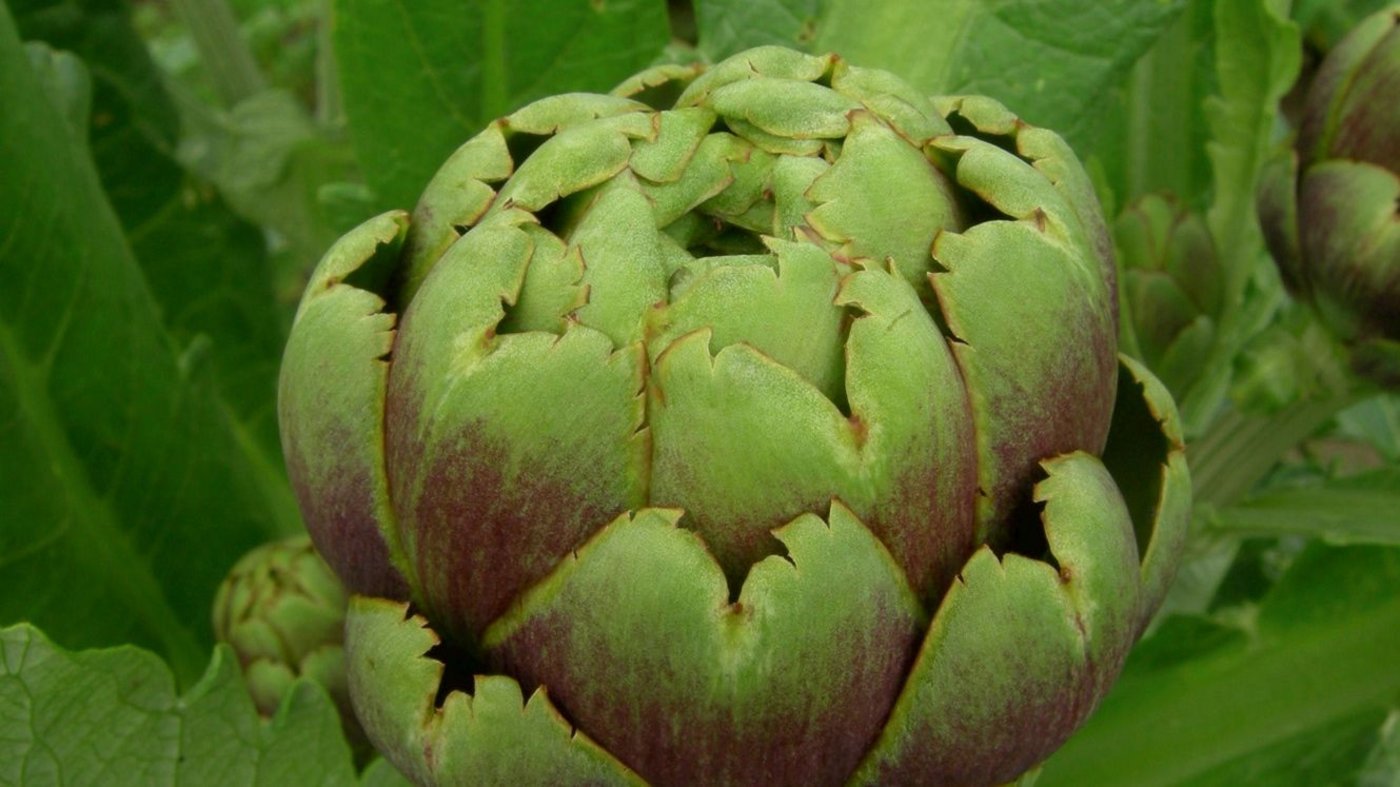 Wann die Artischocke Saison hat, ist schwer zu sagen, da sie eigentlich ganzjährig erhältlich sind. (Bild: VSGP)
