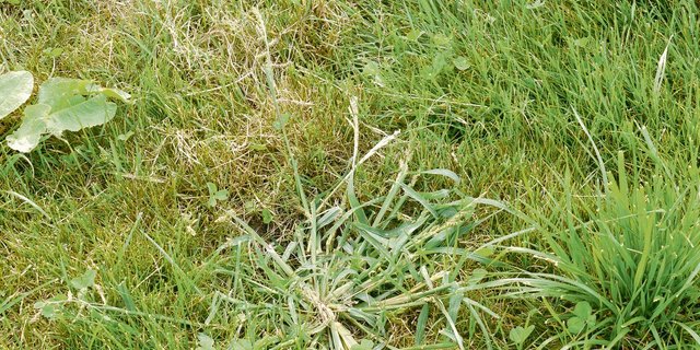 Hirsen bilden in kurzer Zeit viele Samen, die nächstes Jahr in lückigen Beständen neu keimen. (Bild Willi Gut)