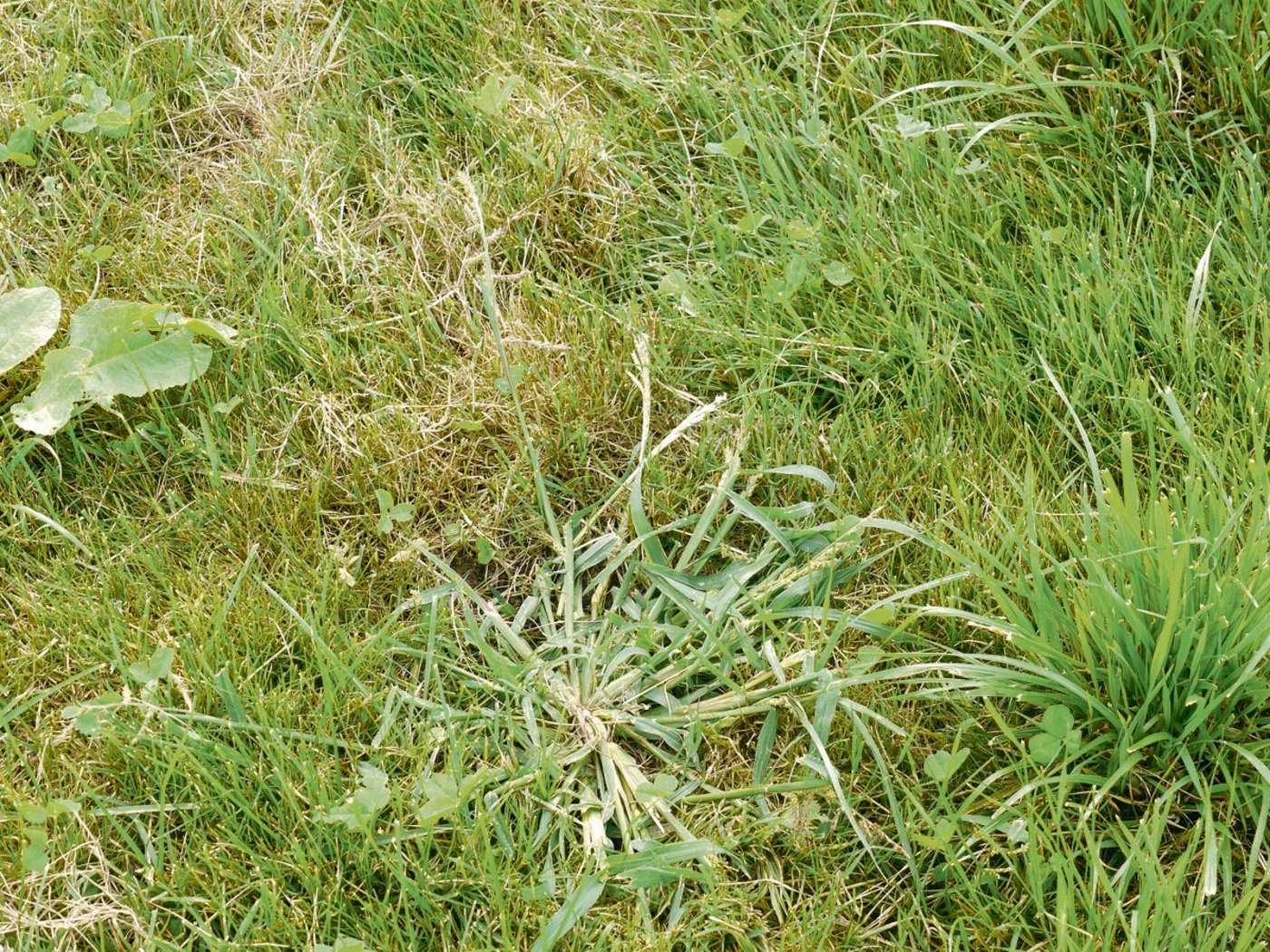 Hirsen bilden in kurzer Zeit viele Samen, die nächstes Jahr in lückigen Beständen neu keimen. (Bild Willi Gut)