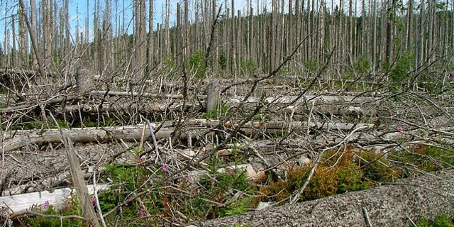 Ein Beispiel von Borkenkäferbefall aus dem Nationalpark Bayerischer Wald. (Bild Wikimedia)