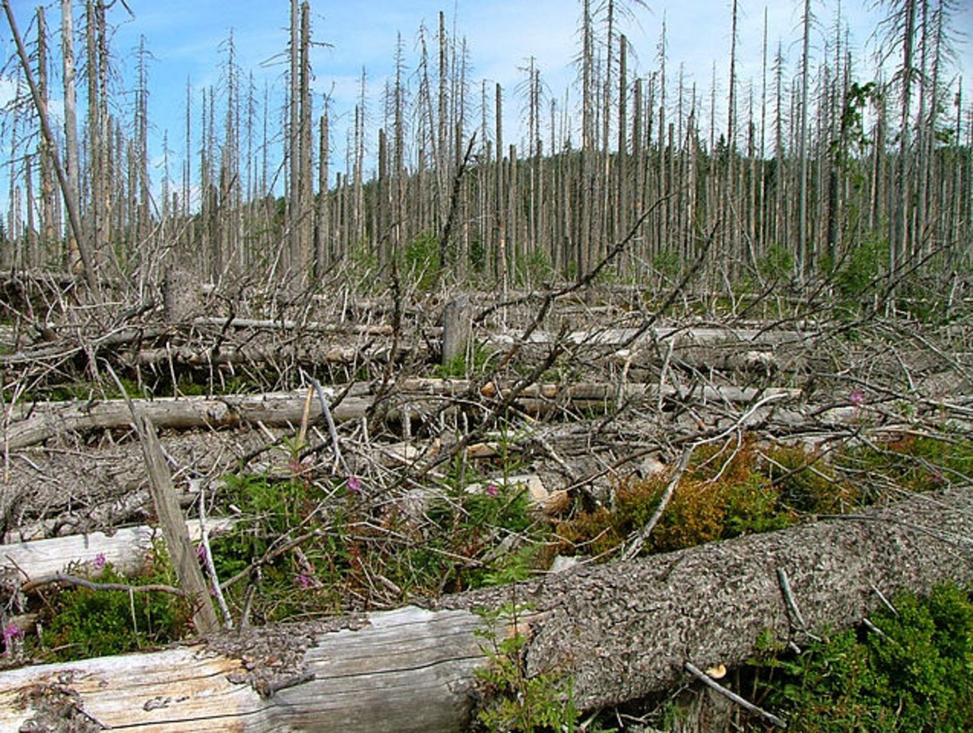 Ein Beispiel von Borkenkäferbefall aus dem Nationalpark Bayerischer Wald. (Bild Wikimedia)