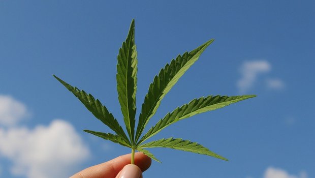 Dank der Herkunftsregelung sollen die Cannabis-Versuche der Schweizer Landwirtschaft zugutekommen. (Bild Pixabay)