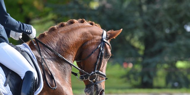Auch Dressurprüfungen standen auf dem Programm. (Bild zVg)