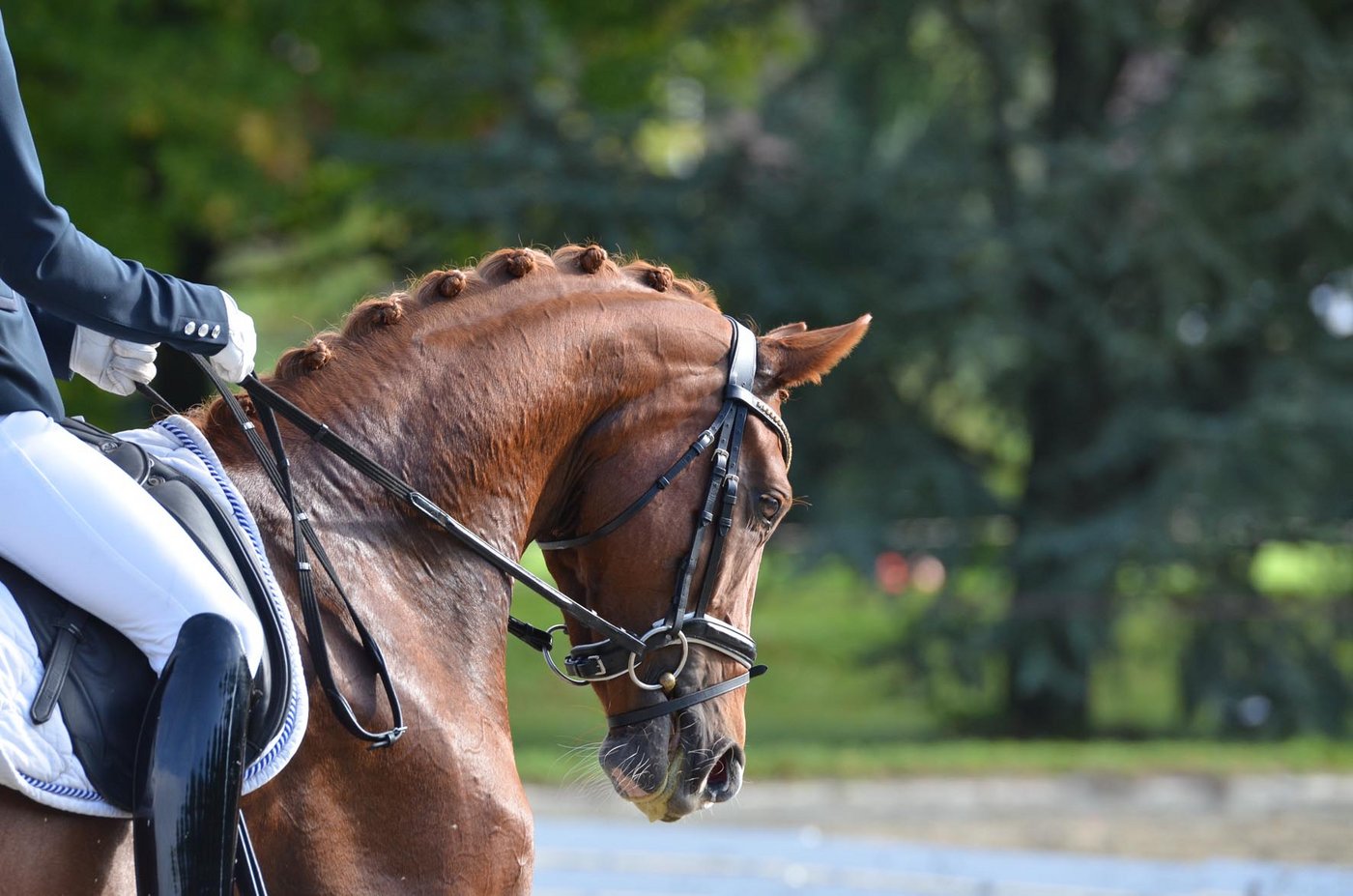 Auch Dressurprüfungen standen auf dem Programm. (Bild zVg)