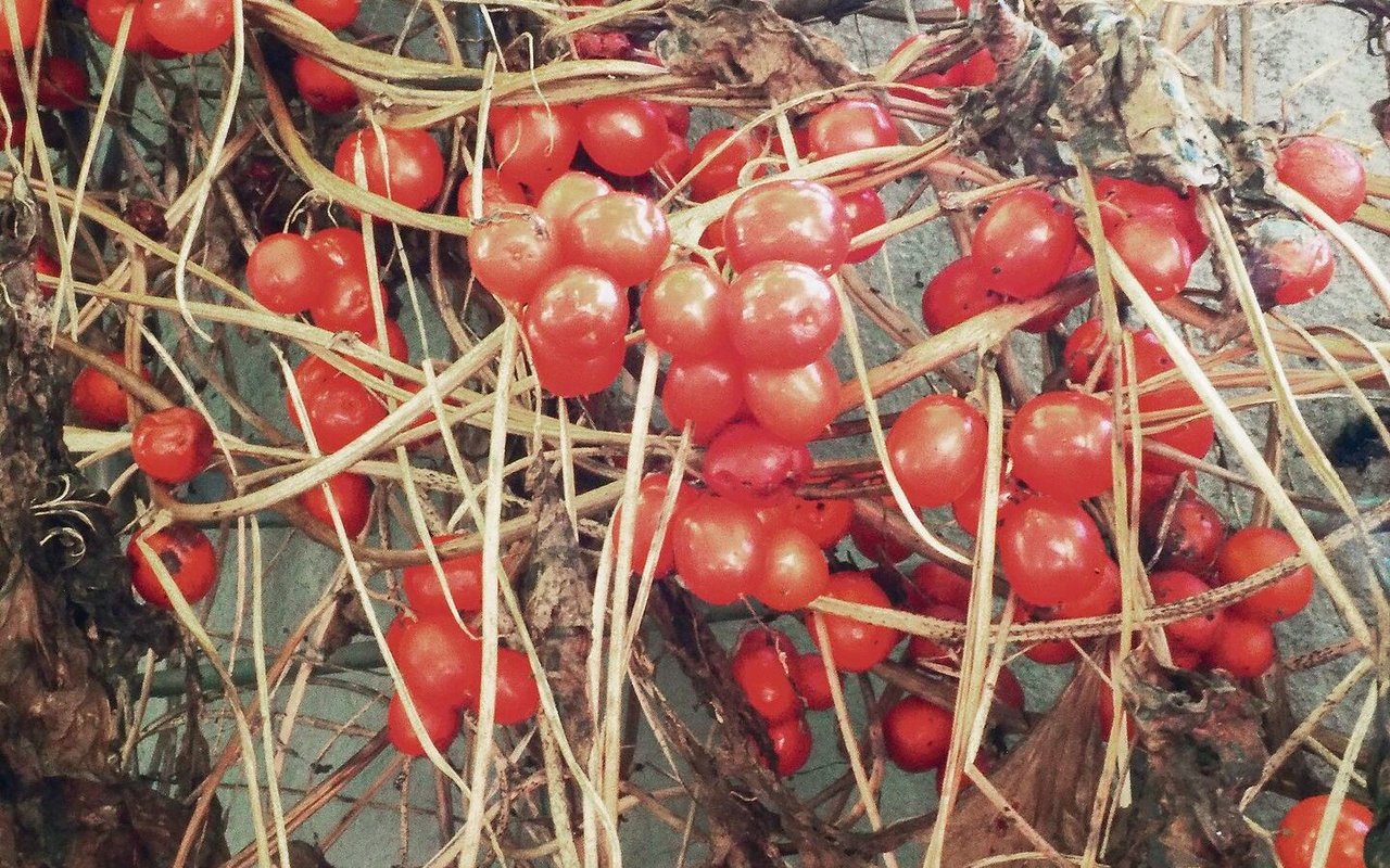 Links: Die einheimische Zaunrübe fällt mit orangefarbenen Früchten auf. Rechts: Pracht- oder Prunkwinden bezaubern mit intensiven Farben und grossen Blüten.