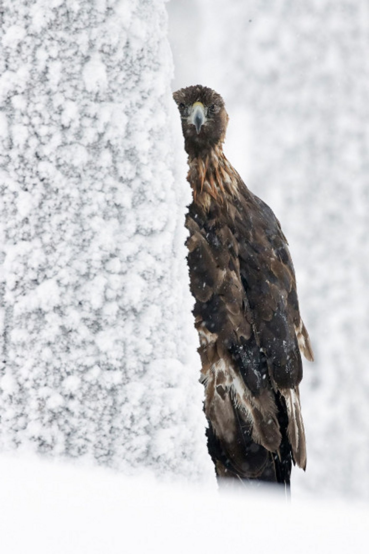1. Rang Kategorie „Allgemein“: Der wachsame Blick des Steinadlers trifft uns direkt. Bild (Markus Varesvuo)