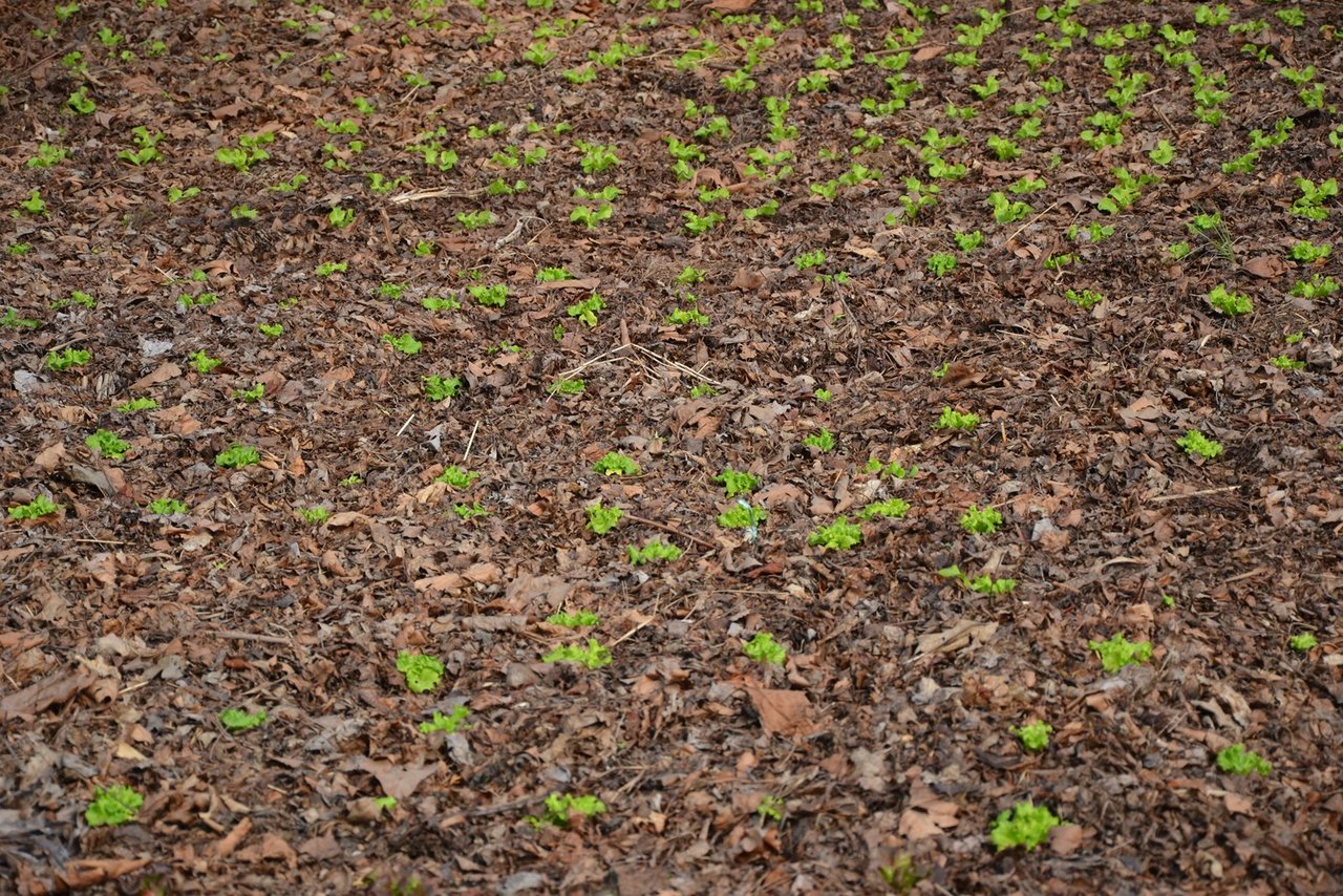 «Angepasste Strategien» sollen bei der Bewältigung des Klimawandels in der Landwirtschaft helfen. Hier wächst Salat in einer Mulchschicht, die vor Austrocknung und Unkraut schützt – eine Methode für die Zukunft? (Bild jsc)