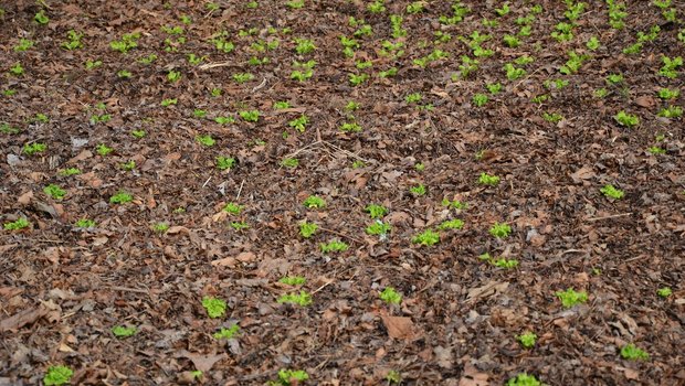 «Angepasste Strategien» sollen bei der Bewältigung des Klimawandels in der Landwirtschaft helfen. Hier wächst Salat in einer Mulchschicht, die vor Austrocknung und Unkraut schützt – eine Methode für die Zukunft? (Bild jsc)