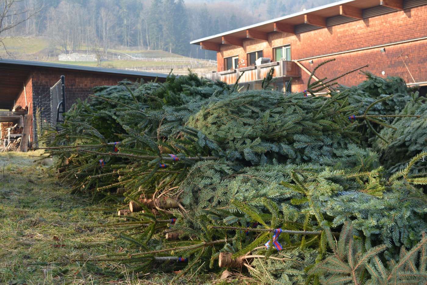 Hunderte von nicht verkauften Christbäumen werden als Tierfutter verwertet. (Bild Stiftung Wildnispark Zürich)