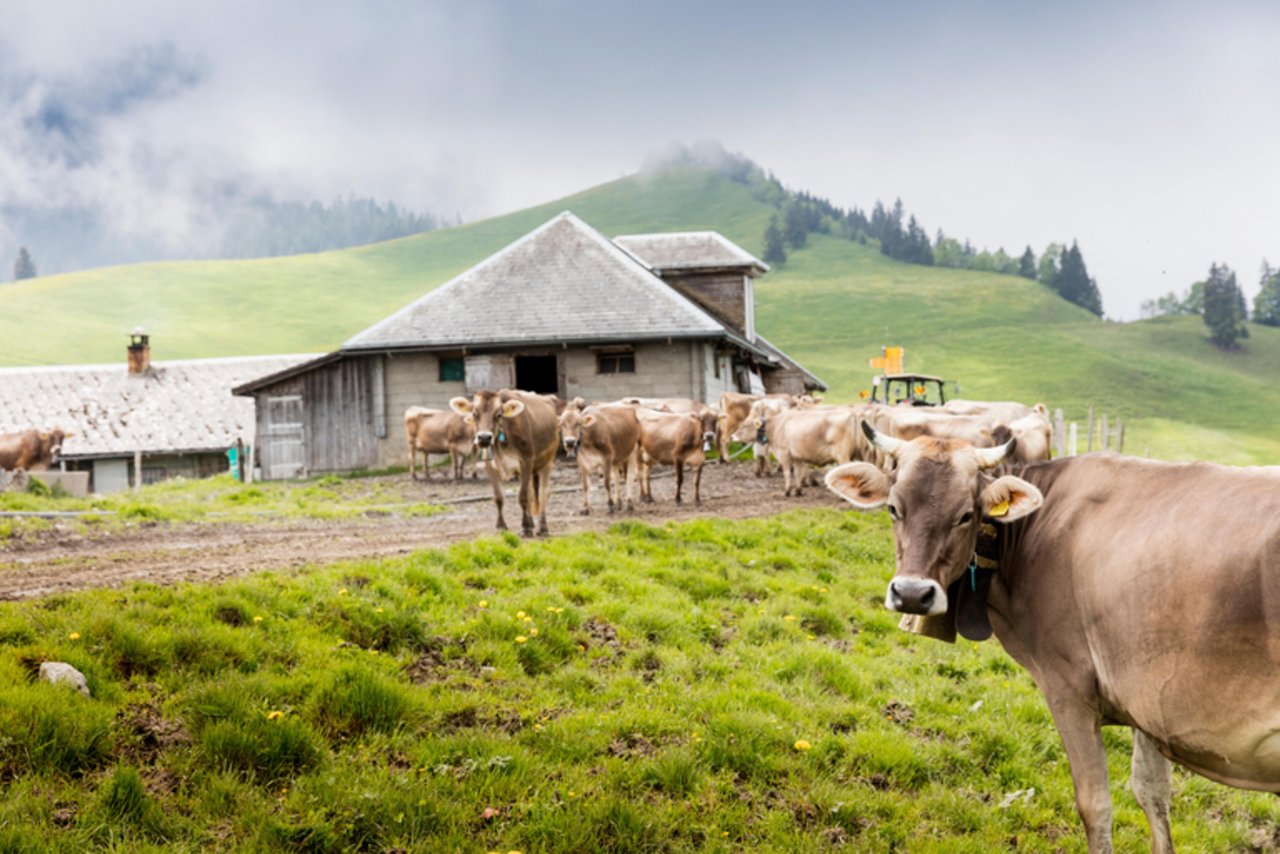 Die Coop Patenschaft ermöglicht die Erneuerung des Alpgebäudes und gibt 156 Kühen ein neues Dach über dem Kopf. (Bild Coop)