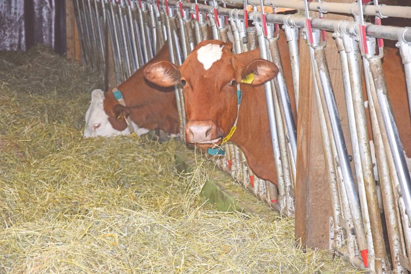 Ist das Dürrfutter vom Sommer 2019 doch nicht so gut wie vielerorts angenommen? (Bild Peter Fankhauser)