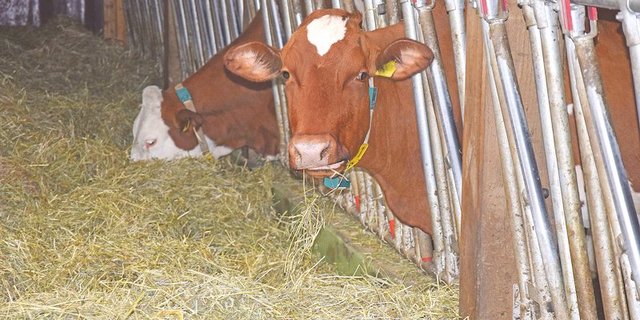 Ist das Dürrfutter vom Sommer 2019 doch nicht so gut wie vielerorts angenommen? (Bild Peter Fankhauser)