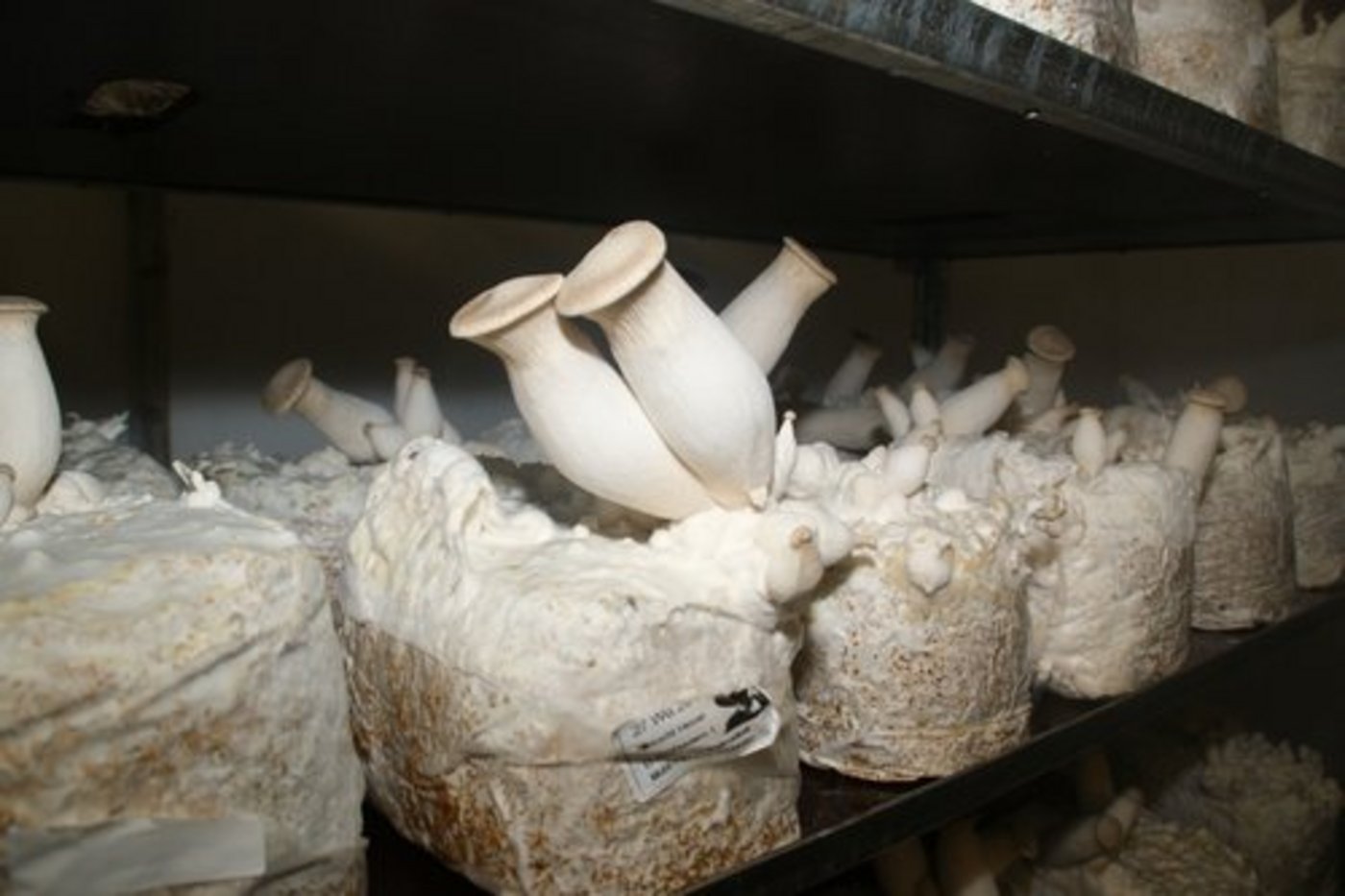 Kräuterseitlinge gehören auch ins Sortiment. (Bild: ji)