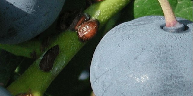Mobile Stadien von Schildläusen führen zu klebrigen Russtau-Verunreinigungen an Heidelbeerfrüchten. (Bild zVg)