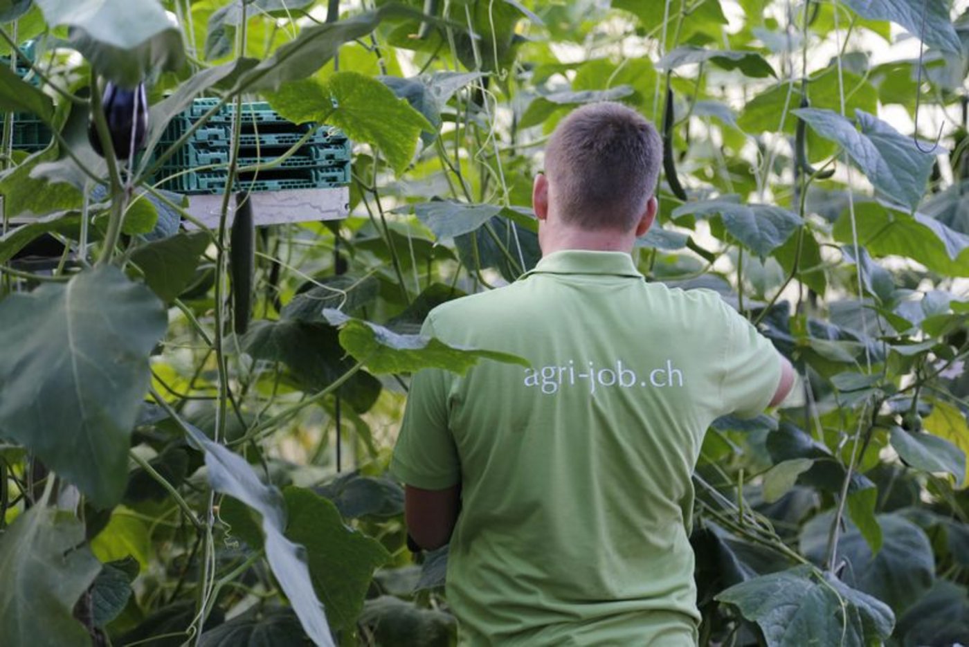 Gemüse sei im Trend, das könne die Zunahme der Lernenden z. T. erklären. (Bild ji)