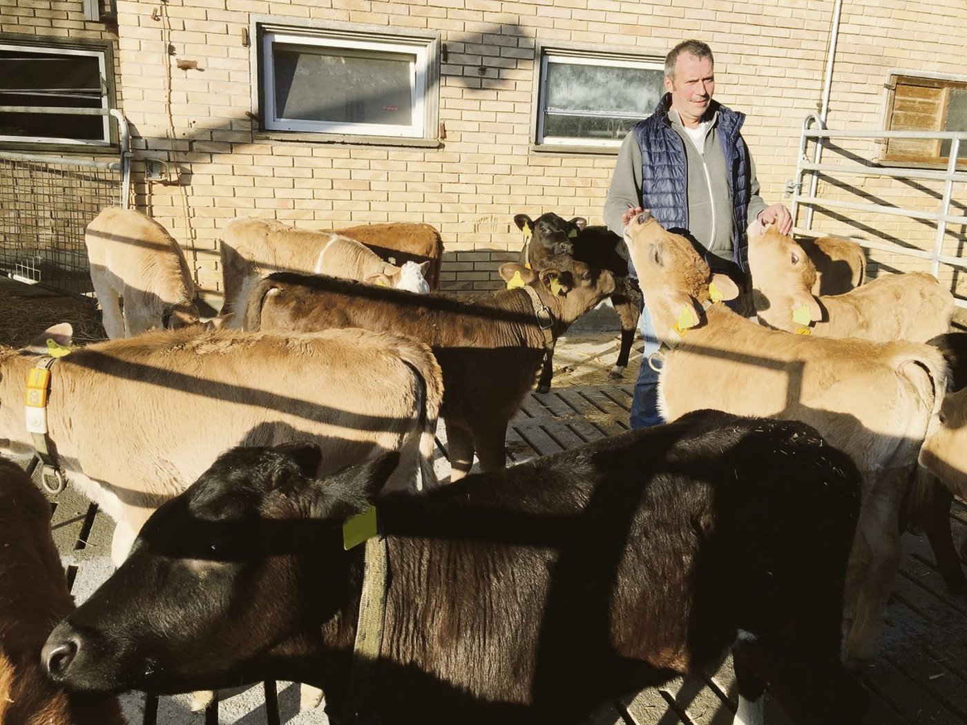 Viel Luft, Licht und Tiefstroh im Stall: Sämi Halter will mit optimalen Haltungsbedingungen den Tierarzneimittel-Einsatz minimieren. (Bild Armin Emmenegger)