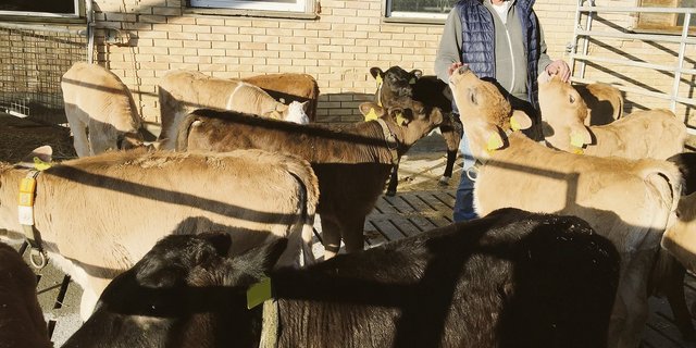 Viel Luft, Licht und Tiefstroh im Stall: Sämi Halter will mit optimalen Haltungsbedingungen den Tierarzneimittel-Einsatz minimieren. (Bild Armin Emmenegger)