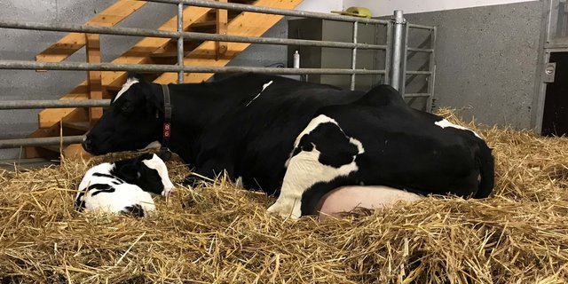 Bereits kleine Anpassungen können eine stressfreiere Abkalbung für Kuh und Kalb bedeuten. (Bild zVg)