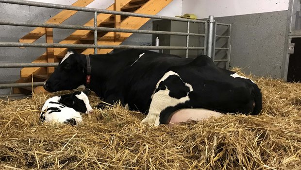 Bereits kleine Anpassungen können eine stressfreiere Abkalbung für Kuh und Kalb bedeuten. (Bild zVg)