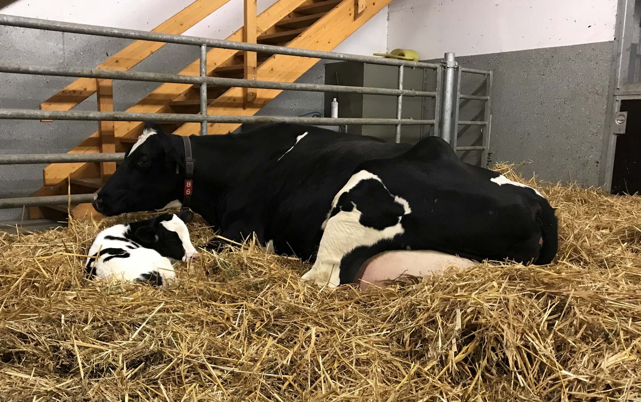 Bereits kleine Anpassungen können eine stressfreiere Abkalbung für Kuh und Kalb bedeuten. (Bild zVg)