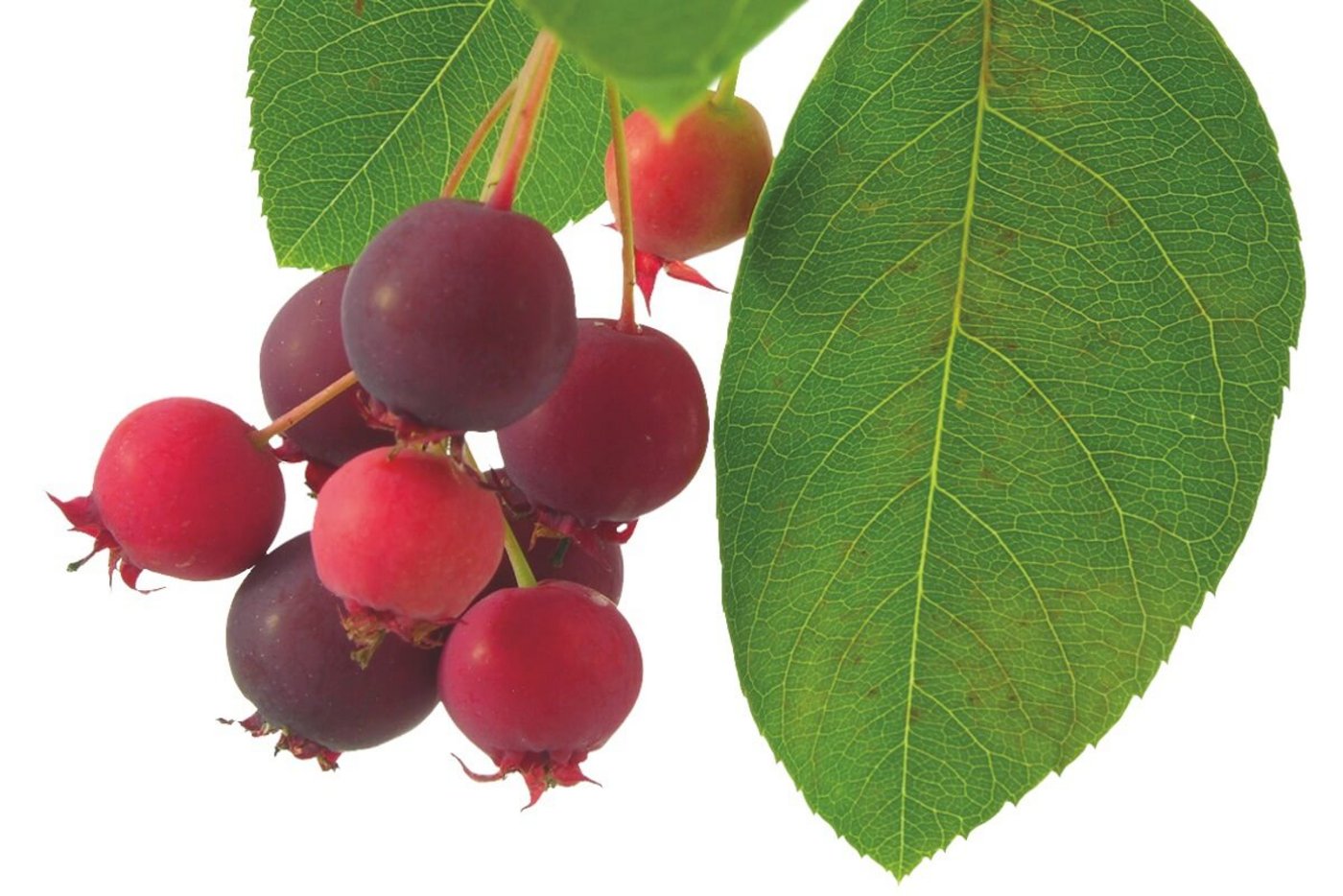 Wildfrucht: Felsenbirne