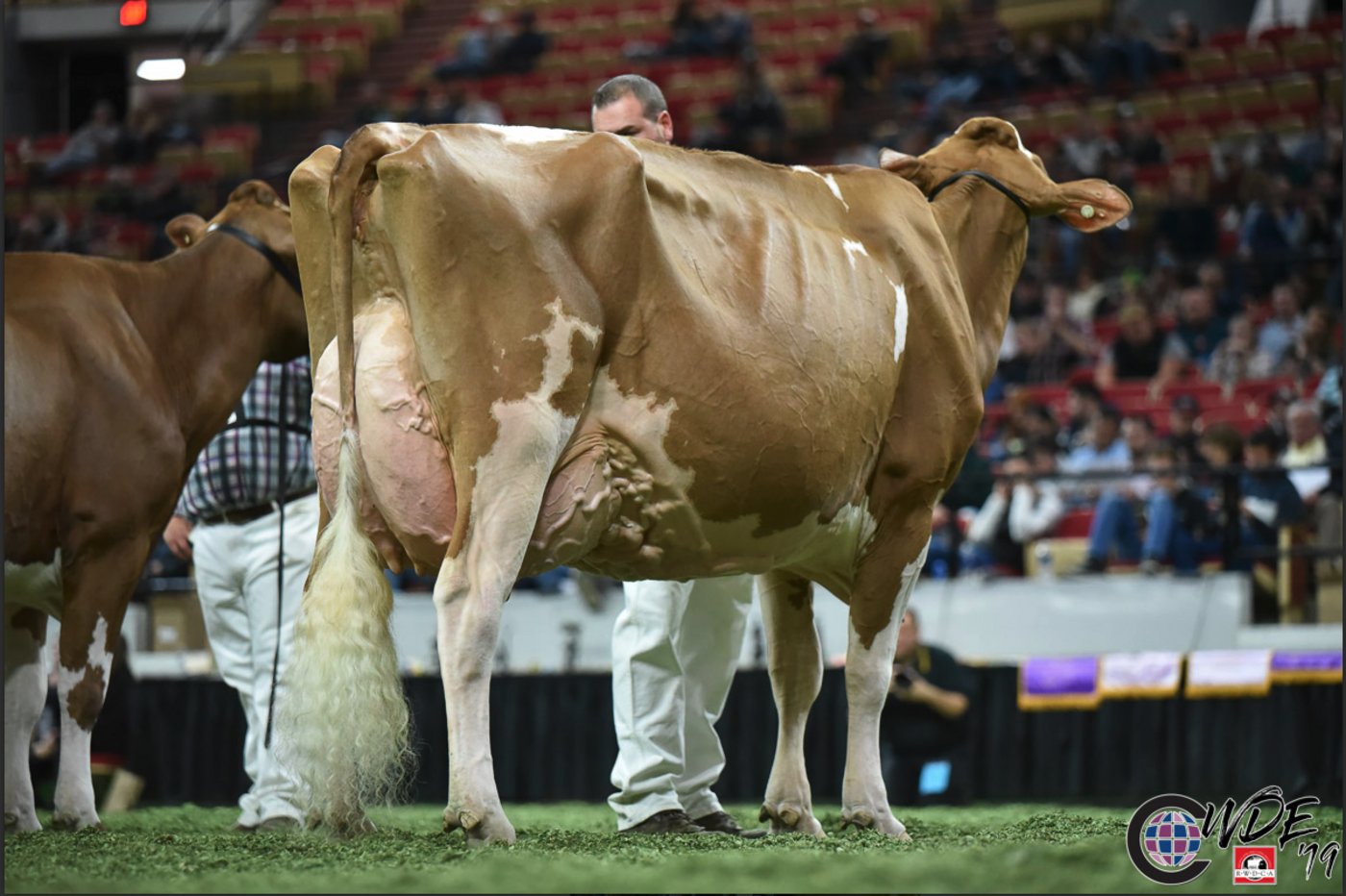 Highcroft Absolute Lily von Glamourview-Lager und Eaton wurde Grand Champion der Red Holstein.