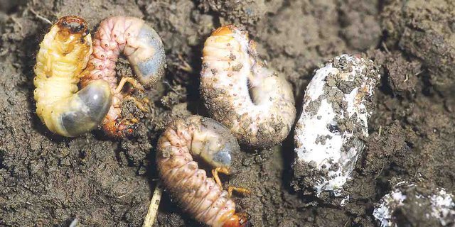 Mit Pilz befallene Engerlinge (rötliche Färbung). (Bild Agroscope)