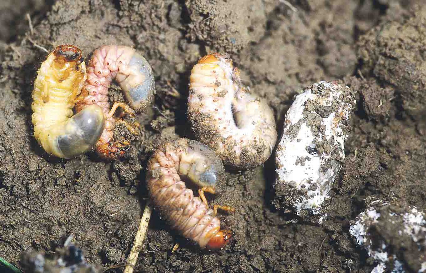 Mit Pilz befallene Engerlinge (rötliche Färbung). (Bild Agroscope)