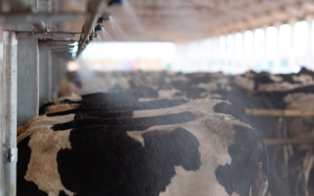Wasserberieselungssystme und Ventilatoren schaffen für Kühe Linderung bei Hitze.