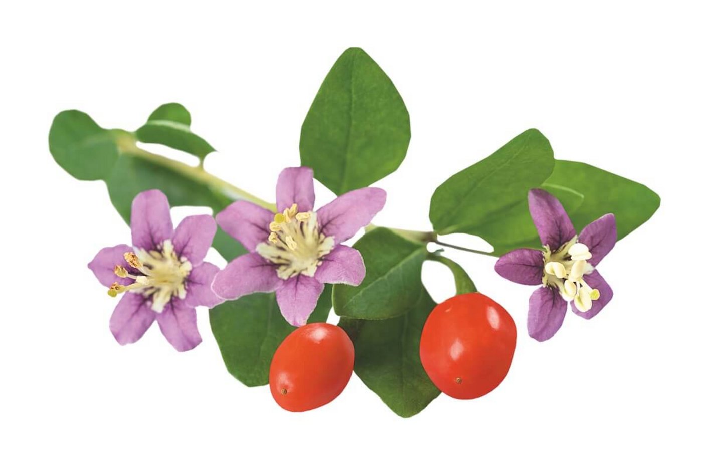 Wildfrucht: Goji-Beere