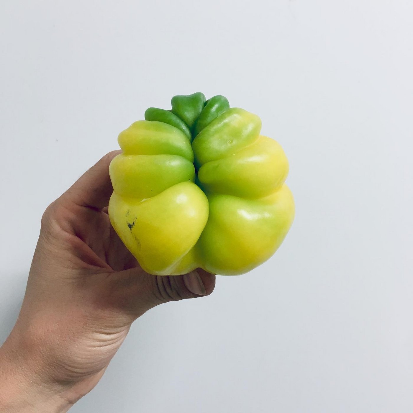 Entspricht das Gemüse nicht der Form, so kommt es nicht in den Detailhandel.