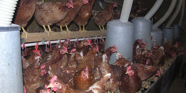 Nutztiere sollen künftig in Deutschland nicht mehr in 'Massentierhaltungen' leben. (Bild: BauZ)