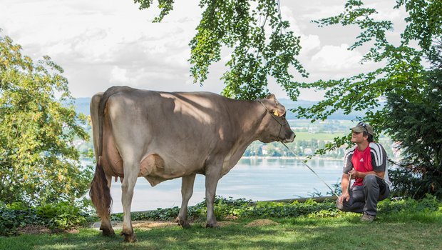 Die Kühe von Heinz Haffa leisten pro Laktation im Schnitt gut 9‘000 kg Milch. (Bilder zVg) 