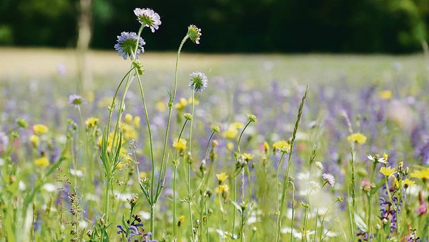 Eine Artenreiche Blumenwiese: Der ZBV plädiert dafür, bei der Förderung der Biodiversität auf möglichst vielen bestehenden Flächen die Qualitätsstufe 2 anzustreben.(Bild BauZ)
