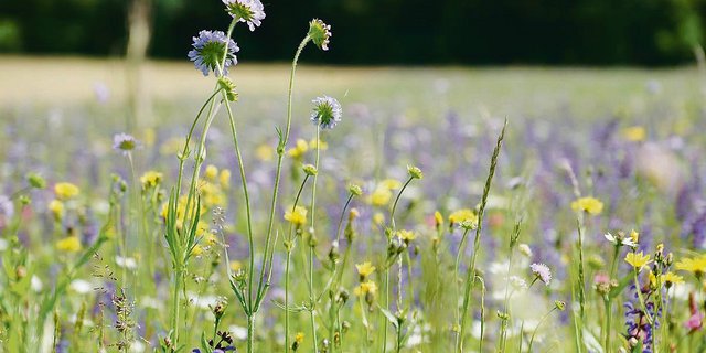 Eine Artenreiche Blumenwiese: Der ZBV plädiert dafür, bei der Förderung der Biodiversität auf möglichst vielen bestehenden Flächen die Qualitätsstufe 2 anzustreben.(Bild BauZ)