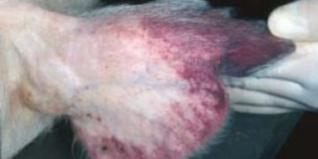 Petechiale Blutungen der Ohrmuschel bei einem erkrankten Schwein. (Bild: joelmills)