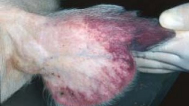 Petechiale Blutungen der Ohrmuschel bei einem erkrankten Schwein. (Bild: joelmills)