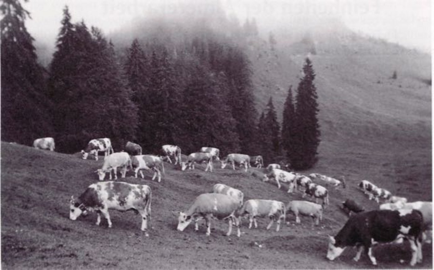 Mit dem Weiden zu beginnen, sobald die Weide ergrünt, ist ein altes Prinzip. (Bild zVg)