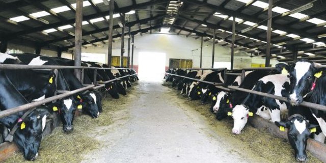 Der Stall von Milan Basik ist einfach und nach Erweiterung und Melkroboter-Einbau 2007 wieder abgeschrieben. Der Tscheche kann noch mit der Konkurrenz aus anderen EU-Ländern mithalten. (Bilder zVg)