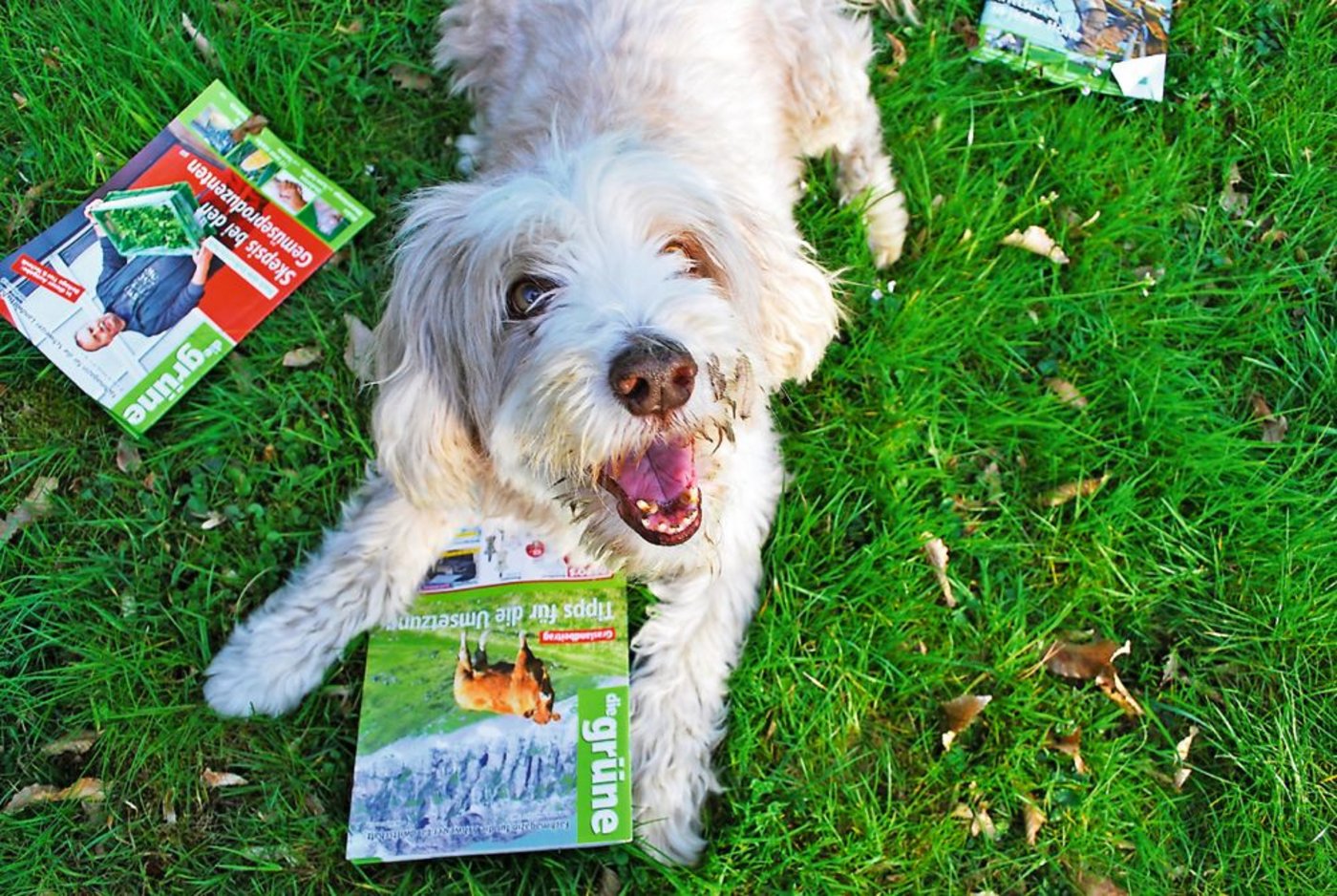 Haben Sie einen solchen Schnappschuss mit "der grünen"? Dann reichen Sie ...