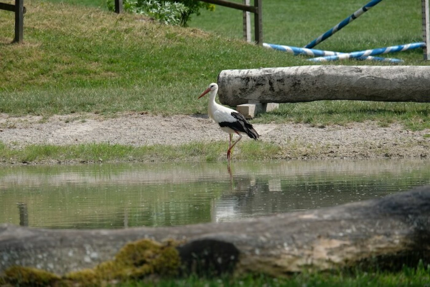 Der Berner Storch zuhause auf dem Schmittendach und unterwegs im Teich des Springgartens im NPZ. (Bild zVg)