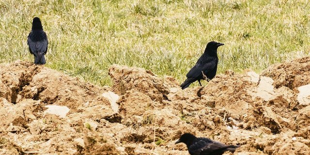 Rabenkrähen auf einem Acker. Zwischen den Abwehrmassnahmen sollte man abwechseln und sie abräumen, sobald nicht mehr benötigt, um einen Gewöhnungseffekt zu verhindern.