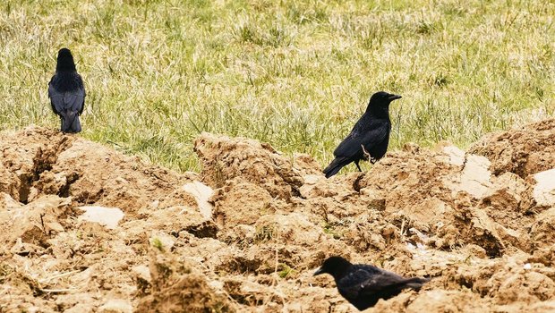 Rabenkrähen auf eine Rabenkrähen auf einem Acker. Zwischen den Abwehrmassnahmen sollte man abwechseln und sie abräumen, sobald nicht mehr benötigt, um einen Gewöhnungseffekt zu verhindern.