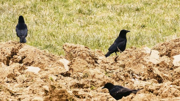 Rabenkrähen auf einem Acker. Zwischen den Abwehrmassnahmen sollte man abwechseln und sie abräumen, sobald nicht mehr benötigt, um einen Gewöhnungseffekt zu verhindern.