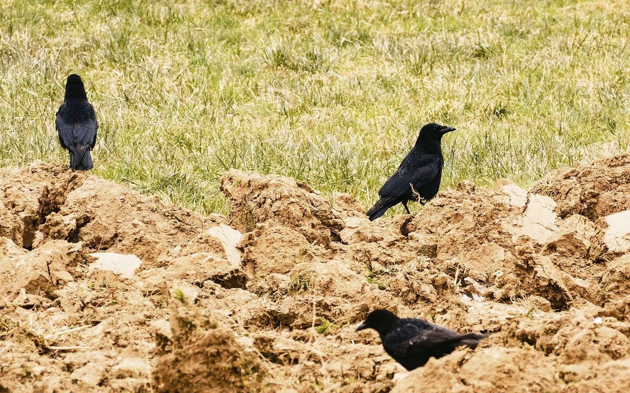 Rabenkrähen auf einem Acker. Zwischen den Abwehrmassnahmen sollte man abwechseln und sie abräumen, sobald nicht mehr benötigt, um einen Gewöhnungseffekt zu verhindern.