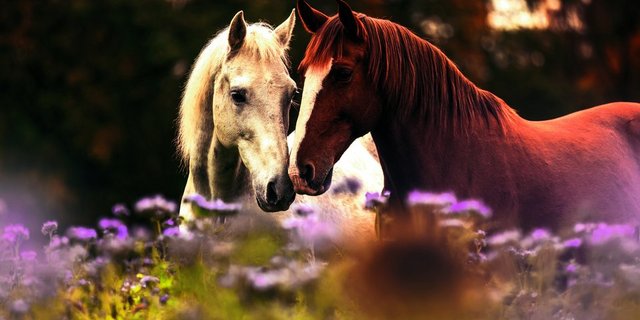 Bildlegende Bild oben