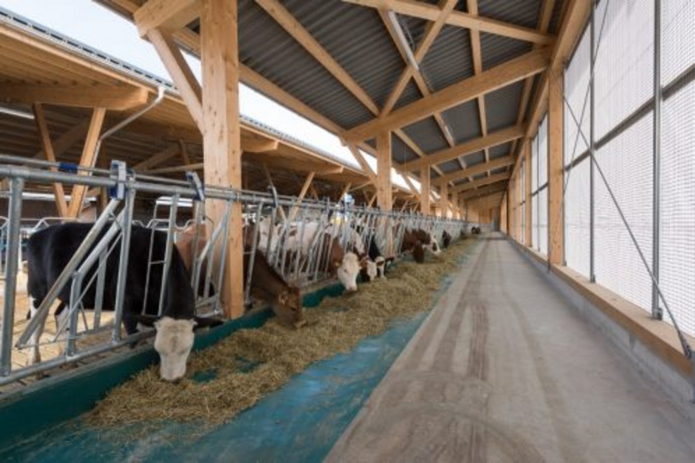 Das Dach schützt die Kühe vor Sonne und Regen. Die hohen, offenen Längswände gewährleisten eine ausreichende Querlüftung. (Bild: zvg)