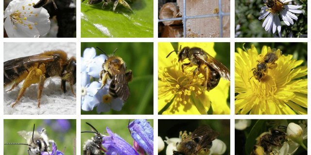 Fast die Hälfte der einheimischen Wildbienenarten ist bedroht. Helfen kann eigentlich jeder und jede. (Bild Screenshot bienen.ch) 
