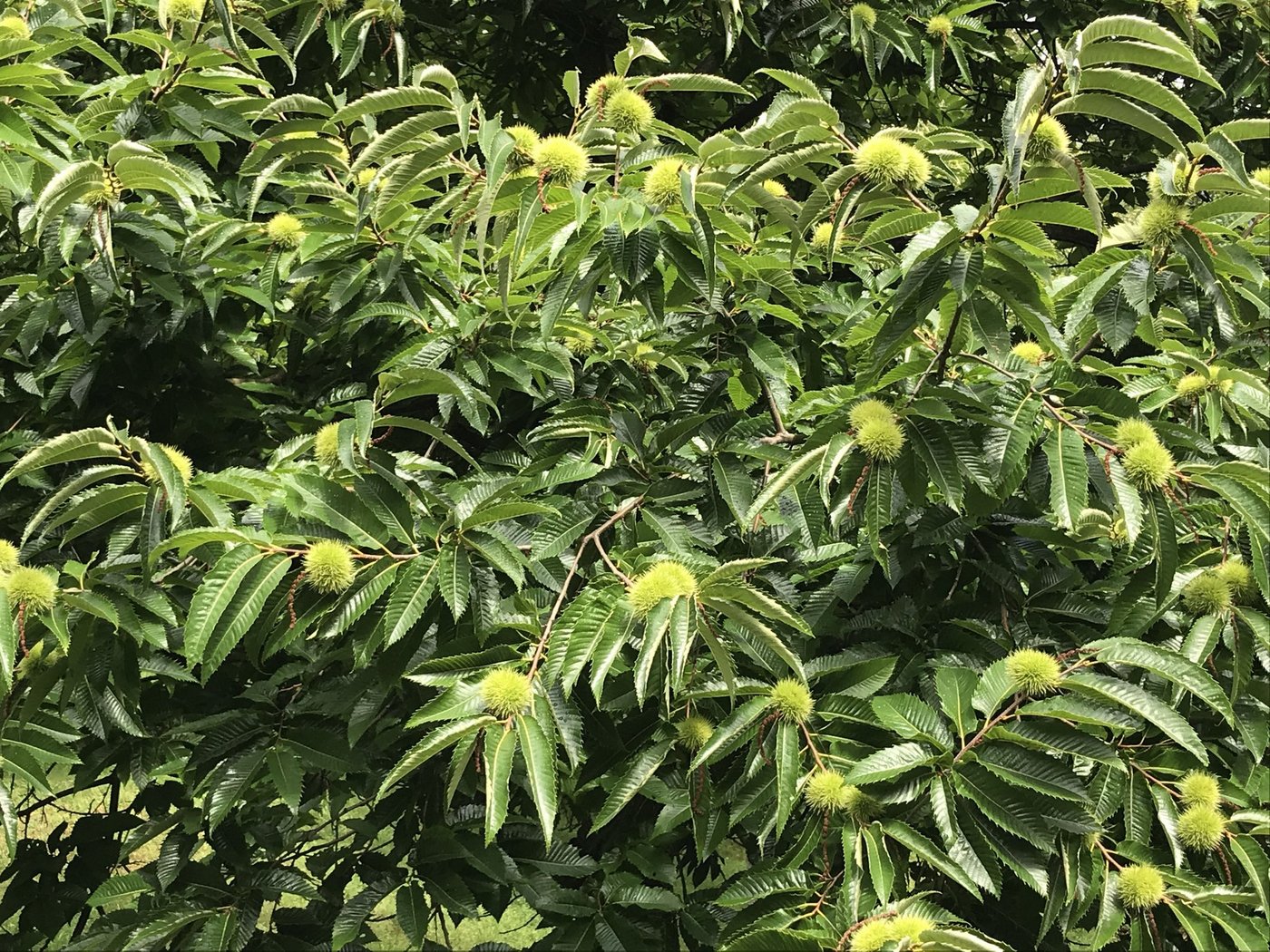 Dank der Erkenntnisse lassen sich bessere Mittel zur Bekämpfung des Pilzes entwickeln. (Bild Reinhard Lässig/WSL)
